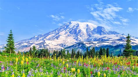 Parque Nacional Del Monte Rainier Estado De Washington Reserva De E