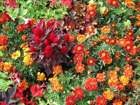 Colorful Flowers For Your Garden Backyard Garden Lover