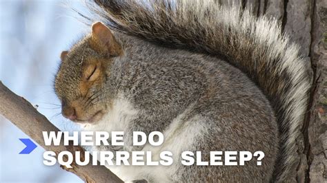 Squirrel Sleeping Habits Where Do Squirrels Sleep