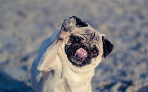 Download Wallpaper 1440x900 Pug Dog Protruding Tongue