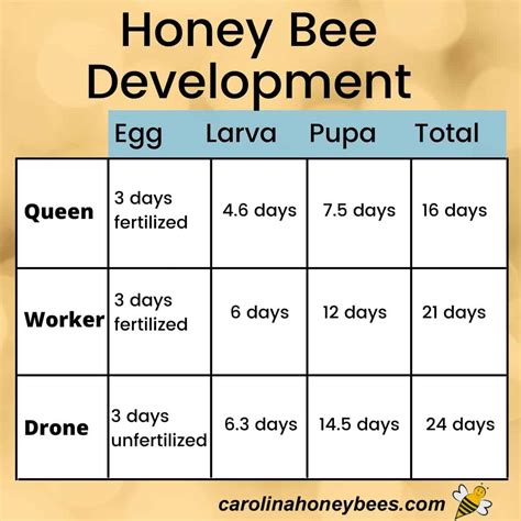 Honey Bee Larvae Stages