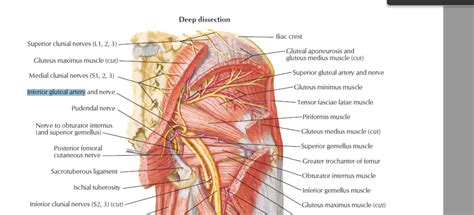 Gluteal Arteries Diagram Quizlet