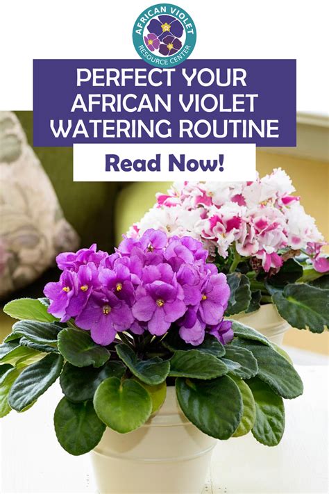 Perfect Your African Violet Watering Routine In 2021 African Violets