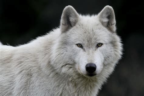 Gray Wolf Canis Lupus Male Explored Piercing Eyes That Flickr