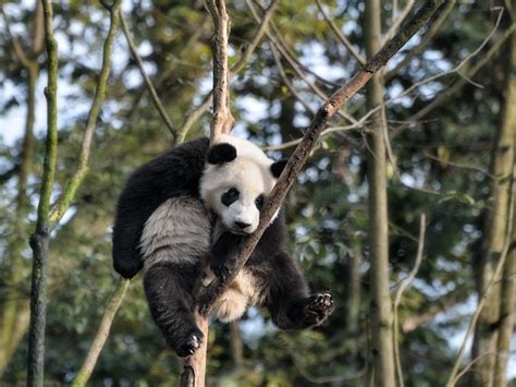 Vanishing Cultures Photography Giant Panda Future Uncertain