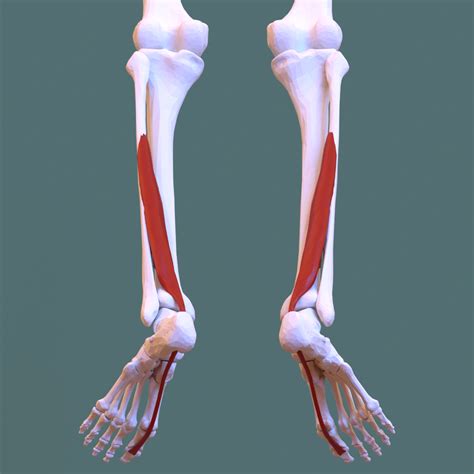 Both tendons and ligaments are dense regular connective tissue, because of its two properties: Flexor hallucis longus muscle - Wikipedia