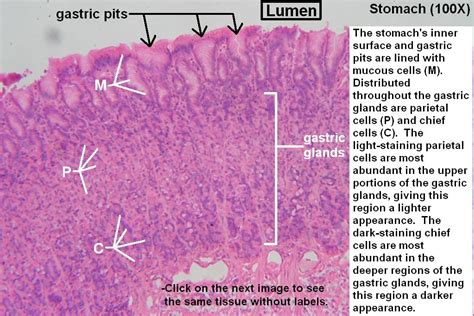 Stomach Wall Histology