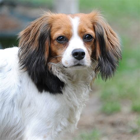 Dione Small Female Beagle X Cavalier King Charles