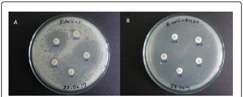 Antibiogram Of E Coli Isolate And E Coli Dh5α E Coli Isolate Was