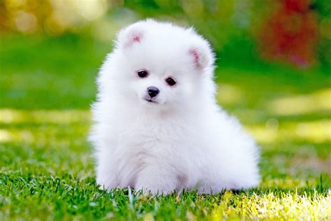 Pomeranian Dog Breed Information And Characteristics Daily Paws