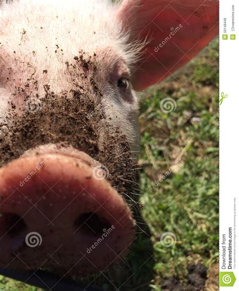 Piglet Stock Photo Image Of Cute Pink Piglet Nose 50148448