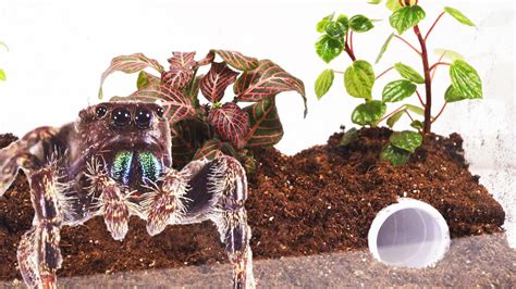 In recent years, they have become a popular domestic pet for those who like to keep exotic this book teaches you everything you need to know to make you a happy spider owner and make your spider a happy pet. My New Pet Jumping Spider - YouTube