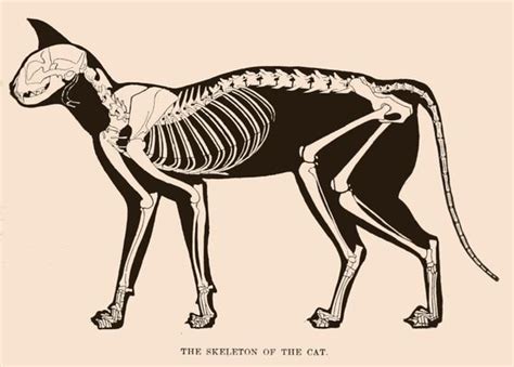 Vintage Cat Skeleton Drawing From 1898 It Includes The Complete