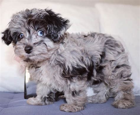 A mini aussiedoodle will grow to be 15 inches to 17 inches with a. Aussiedoodle - 12 Surprising Facts You Should Know About