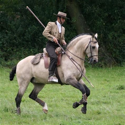 The Perfect Portuguese Riding Outfit In Working Equitation Lusitano