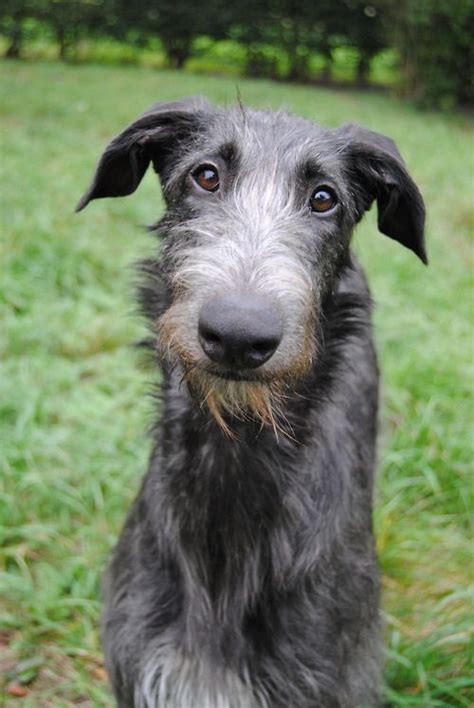172 Best Images About Scottish Deerhounds On Pinterest