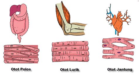 Otot lurik, otot jantung dan otot serat lintang. Macam-Macam Otot Manusia | Mikirbae