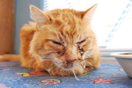 If you want to know the causes of vomiting in cats and learn to identify, treat or avoid them, this. Cat Flu - Causes, Symptoms and Treatment - Cat World