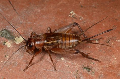 Csun Biology Professor David Gray Discovers New Species Of Crickets