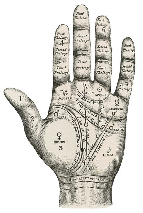 A Palmistry Map Of The Hand Labelling Drawing By Illustrated London