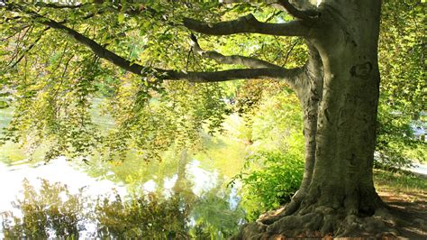 Wallpaper Summer Under Big Tree Lake 1920x1200 Hd Picture Image