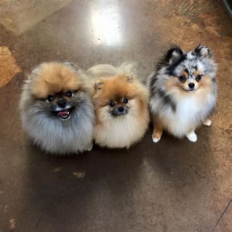Wookie Luni And Sprout Pomeranian Puppy Cute Baby Animals Cute Dogs