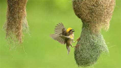 17 Bizarre And Beautiful Bird Nests
