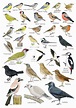 British Garden Birds Identification A5 Card Postcard, Art Print | Bird ...