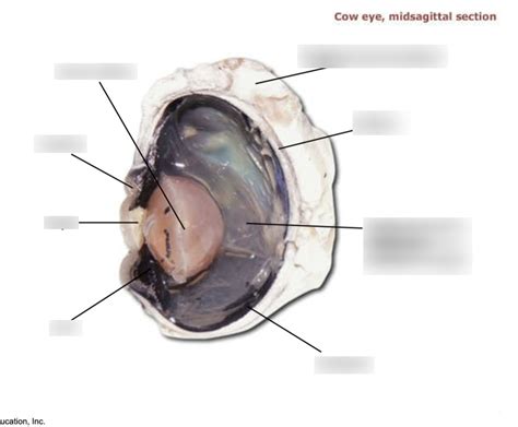 Cow Eye Dissection Diagram Quizlet