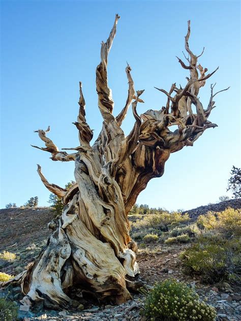 Bristlecone Pines The Oldest Trees On Earth Amusing Planet