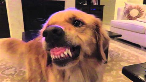 Video This Dog Thinks Showing Teeth Is Smiling We Love Golden