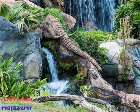 Disney Pic Of The Week Tree Of Life Elephant Falls