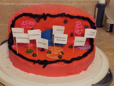 Edible Science Project Plant Cell