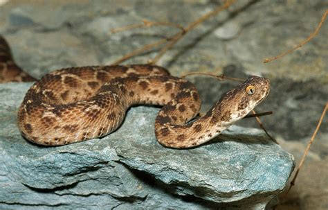 Saw Scaled Viper Photograph By John Mitchell