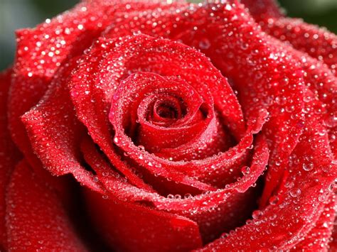 Красивые цветы фото розы » Скачать лучшие картинки бесплатно на рабочий ...
