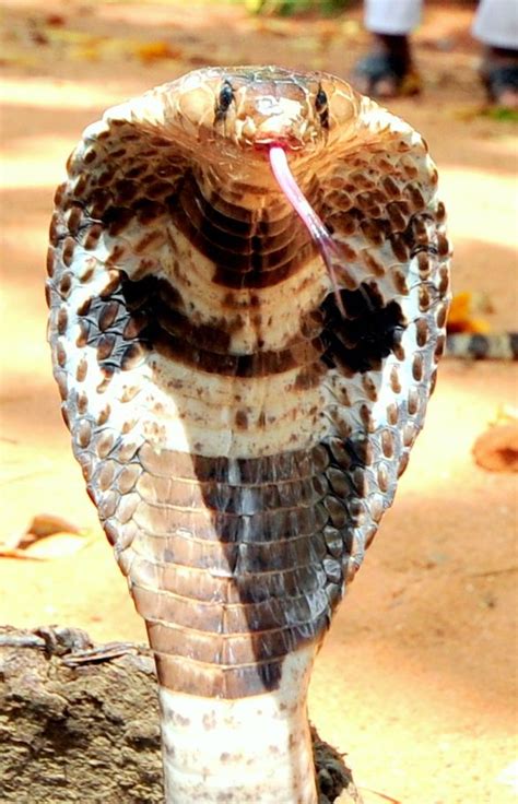 101 Best Images About Colorful Cobra On Pinterest King Cobra Animals