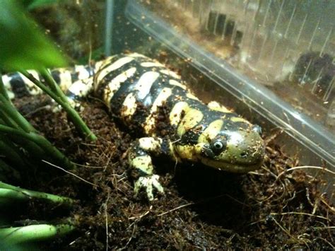 SE England Barred Tiger Salamander With Or Without Set Up Reptile