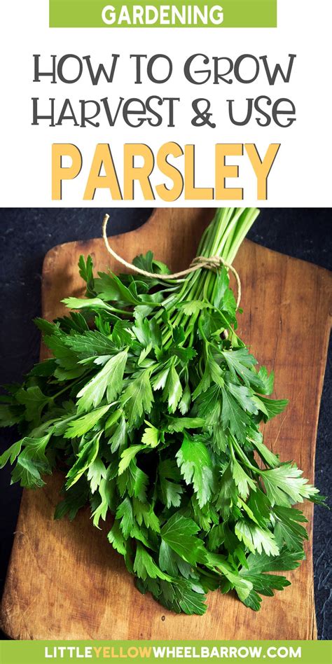 Parsley Plant How To Grow Harvest And Use Them