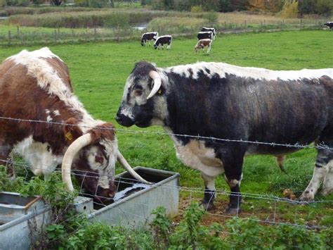 Ox (brown) and Bull (blacker) - Longhorns Cattle - Penstho… | Flickr