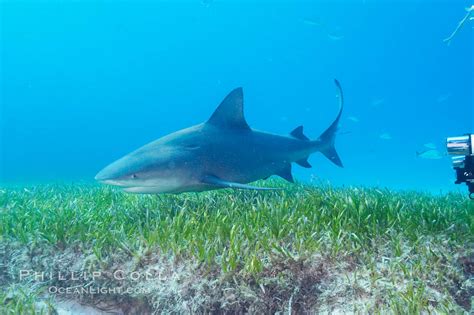 Bull Shark Carcharhinus Leucas Great Isaac Island Bahamas 12728