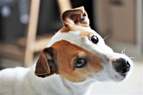 15 Longest Living Dog Breeds Perfect For Making Lasting Memories