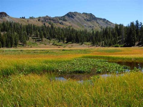 High Sierra Amphibians Slated For Protections Defenders Of Wildlife