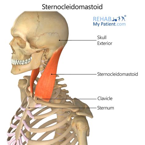 Sternocleidomastoid And Trapezius Muscles
