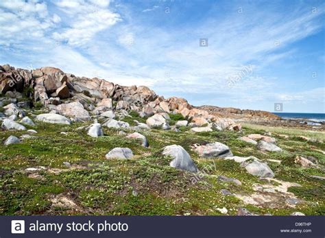 Rocky Tundra Terrain Moss And Wildflowers Along The West Coast Of