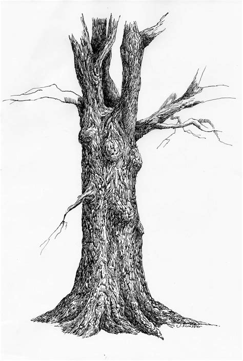 Tree Pen And Ink Drawing Steps Ink Pen Drawings Tree Drawing Tree