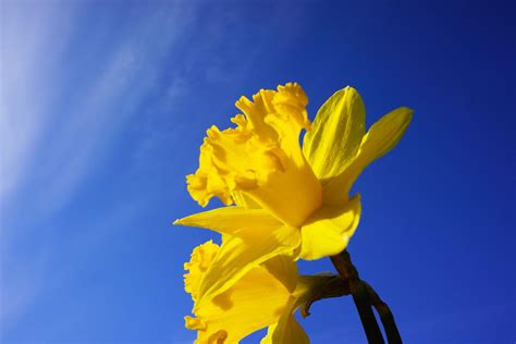 Blue Sky Spring Daffodil Flowers Photograph By Baslee Troutman