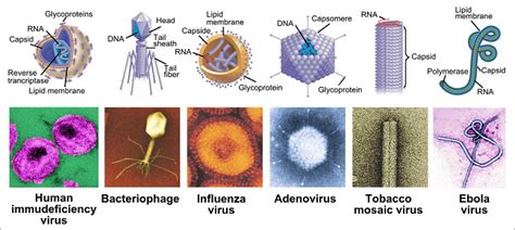 Materi Biologi Sma Semester Pengertian Jenis Dan Contoh Virus