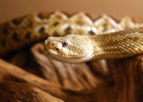 The Crazy Reason It Costs 14 000 To Treat A Snakebite With 14