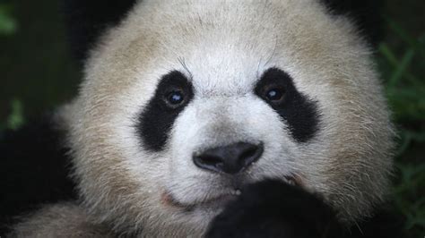 Giant Panda Is No Longer Endangered Experts Say Nbc New York