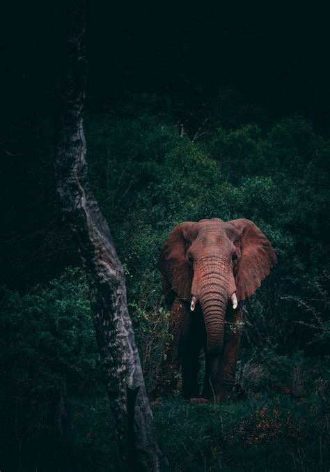 100 Wildlife Pictures Download Free Images On Unsplash